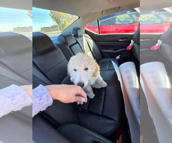 Medium Photo #2 Aussiedoodle Puppy For Sale in Columbus, IN, USA