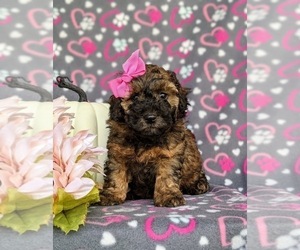 Miniature Bernedoodle Puppy for sale in KIRKWOOD, PA, USA