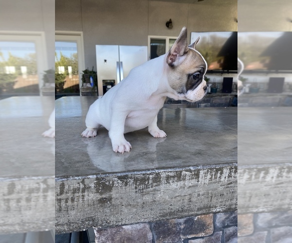 Medium Photo #6 French Bulldog Puppy For Sale in LEMOORE, CA, USA