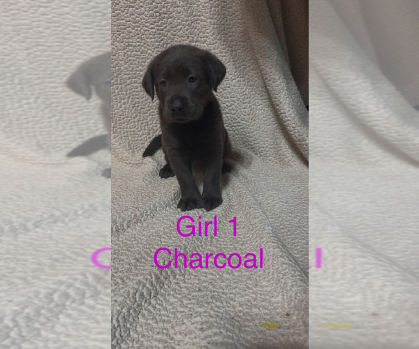 Medium Photo #1 Labrador Retriever Puppy For Sale in INEZ, KY, USA