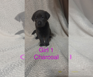 Labrador Retriever Puppy for sale in INEZ, KY, USA