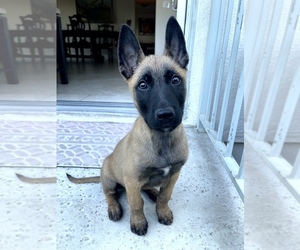 Belgian Malinois Puppy for sale in VAN NUYS, CA, USA