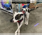 Small #2 American Staffordshire Terrier Mix