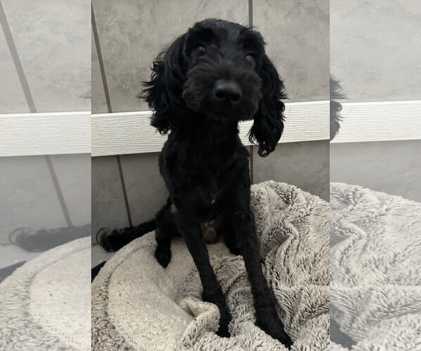 Medium Photo #4 Poodle (Miniature)-Unknown Mix Puppy For Sale in Pacolet, SC, USA