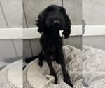 Small #3 Poodle (Miniature) Mix