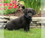 Small Photo #2 Labrador Retriever Puppy For Sale in QUARRYVILLE, PA, USA