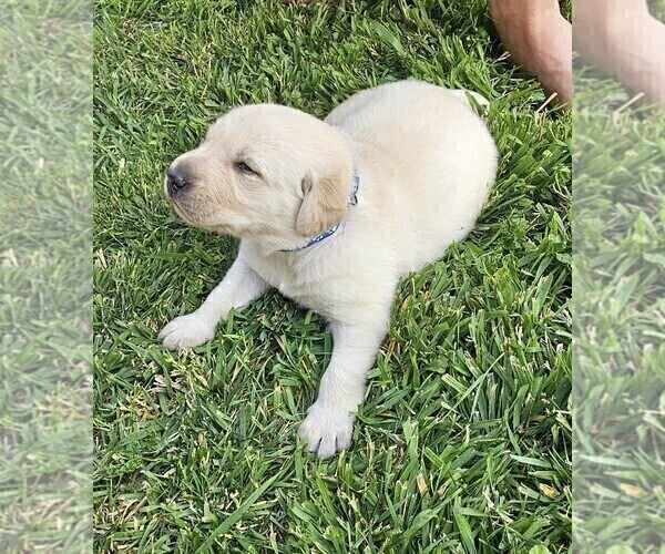 Medium Photo #7 Labrador Retriever Puppy For Sale in CEDAREDGE, CO, USA