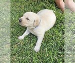 Small Photo #7 Labrador Retriever Puppy For Sale in CEDAREDGE, CO, USA