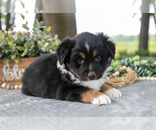 Medium Photo #5 Miniature American Shepherd Puppy For Sale in CHRISTIANA, PA, USA