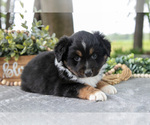 Puppy Diana Miniature American Shepherd