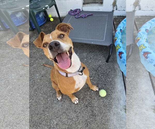 Medium Photo #7 American Pit Bull Terrier-Unknown Mix Puppy For Sale in Rockaway, NJ, USA