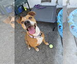 Small #6 American Pit Bull Terrier Mix