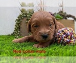 Small #1 Goldendoodle (Miniature)