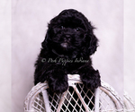 Small #4 Cavapoo (Miniature)