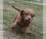 Small Photo #9 Labradoodle Puppy For Sale in ANACONDA, MT, USA