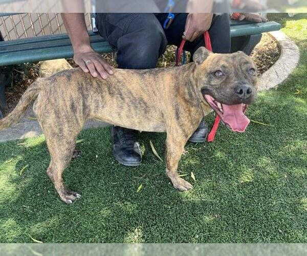 Medium Photo #2 American Pit Bull Terrier Puppy For Sale in Corona, CA, USA