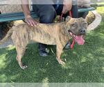 Small #1 American Pit Bull Terrier