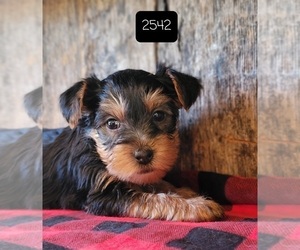 Yorkshire Terrier Puppy for sale in MANES, MO, USA