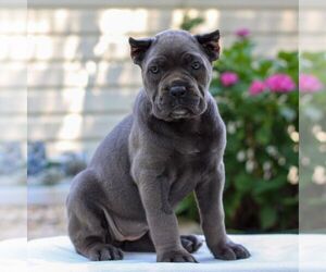 Cane Corso Puppy for sale in HONEY BROOK, PA, USA