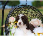 Small Photo #6 Bordoodle Puppy For Sale in STRAFFORD, MO, USA