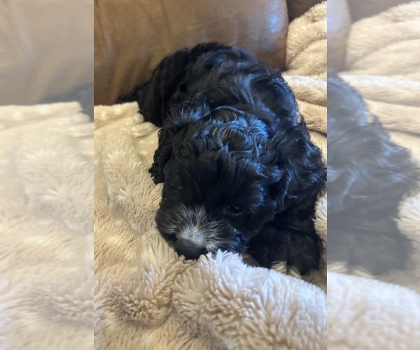 Medium Photo #4 Cockapoo Puppy For Sale in BLUE MOUNTAIN, MS, USA