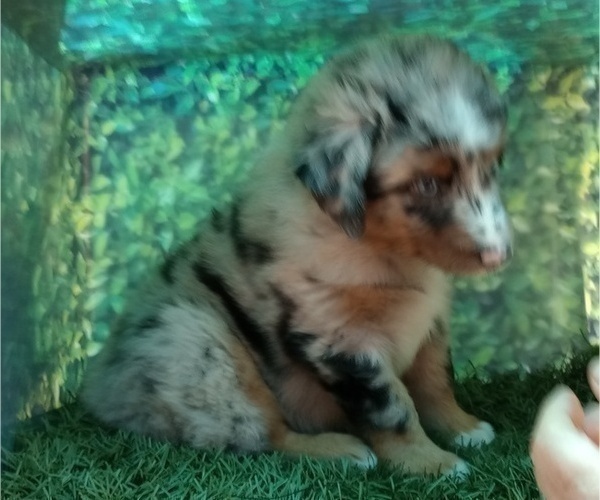 Medium Photo #5 Australian Shepherd Puppy For Sale in SYLVA, NC, USA