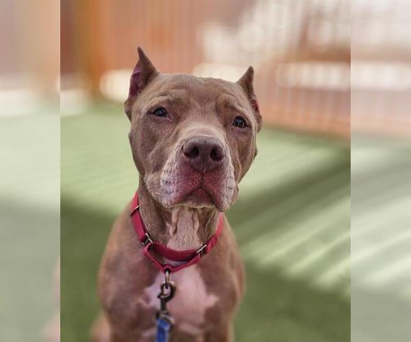 Medium Photo #1 Mutt Puppy For Sale in Las Vegas, NV, USA