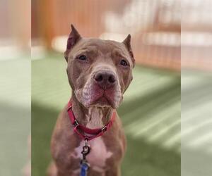 Mutt Dogs for adoption in Las Vegas, NV, USA