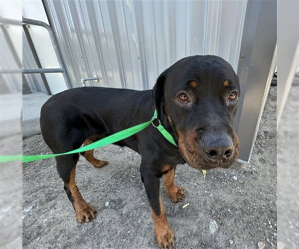 Medium Photo #1 Rottweiler Puppy For Sale in San Bernardino, CA, USA