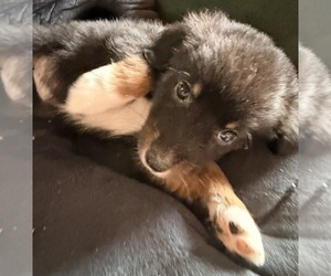 Aussiedoodle Puppy for sale in ONAWAY, MI, USA