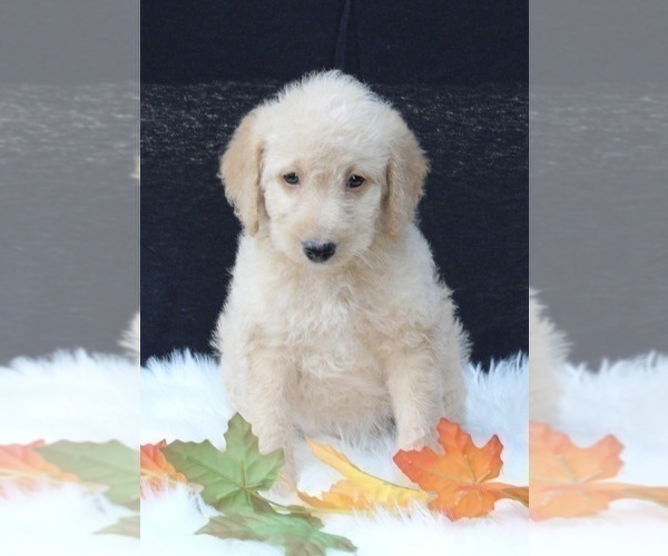 Medium Photo #8 Labradoodle Puppy For Sale in FREDERICKSBURG, OH, USA