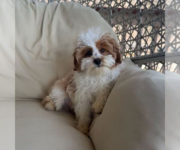 Medium Photo #2 Cavapoo (Miniature) Puppy For Sale in NEWPORT, PA, USA