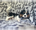 Small #6 Cavalier King Charles Spaniel