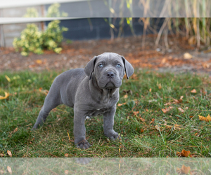 Cane Corso Puppy for sale in BOURBON, IN, USA