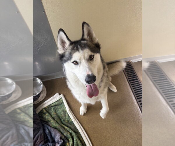 Medium Photo #4 Siberian Husky Puppy For Sale in Salinas, CA, USA