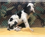 Small Photo #7 Great Dane Puppy For Sale in FONTANA, CA, USA