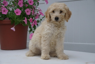 Golden Retriever-Goldendoodle Mix Puppy for sale in FREDERICKSBURG, OH, USA