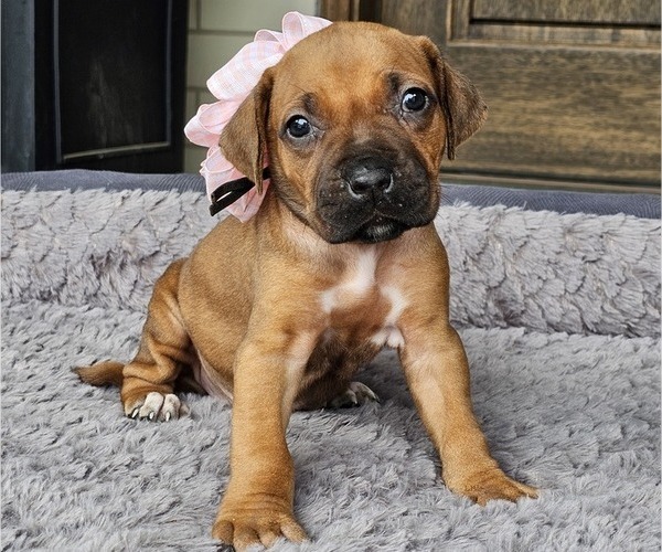 Medium Photo #1 Rhodesian Ridgeback Puppy For Sale in BUMPASS, VA, USA