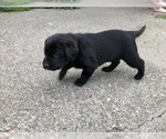 Small Photo #2 Labrador Retriever Puppy For Sale in CHICO, CA, USA