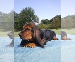 Small Photo #4 Basset Hound Puppy For Sale in PETERSBURG, IN, USA