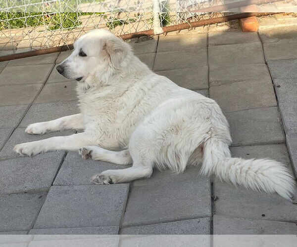 Medium Photo #6 Great Pyrenees Puppy For Sale in Spring, TX, USA