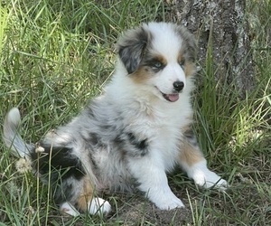 Miniature Australian Shepherd Puppy for sale in VERNONIA, OR, USA