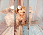 Small #4 Goldendoodle