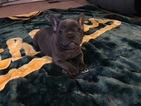 Small Photo #5 French Bulldog Puppy For Sale in CROWS LANDING, CA, USA