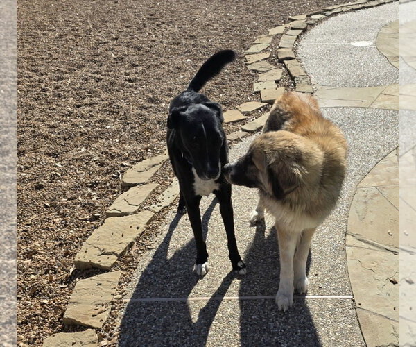 Medium Photo #9 Anatolian Shepherd-Unknown Mix Puppy For Sale in Houston, TX, USA
