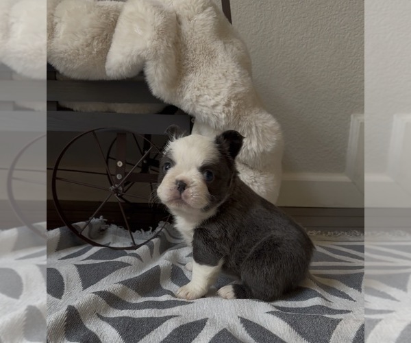 Medium Photo #2 French Bulldog Puppy For Sale in SACRAMENTO, CA, USA