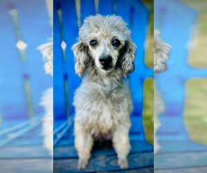 Poodle (Toy) Dogs for adoption in Pacolet, SC, USA