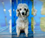 Small Poodle (Toy)
