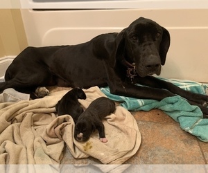 Mother of the Great Dane puppies born on 01/03/2023