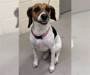 Mutt Dogs for adoption in Sanford, FL, USA